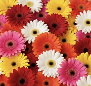 Герберы и букеты из гербер